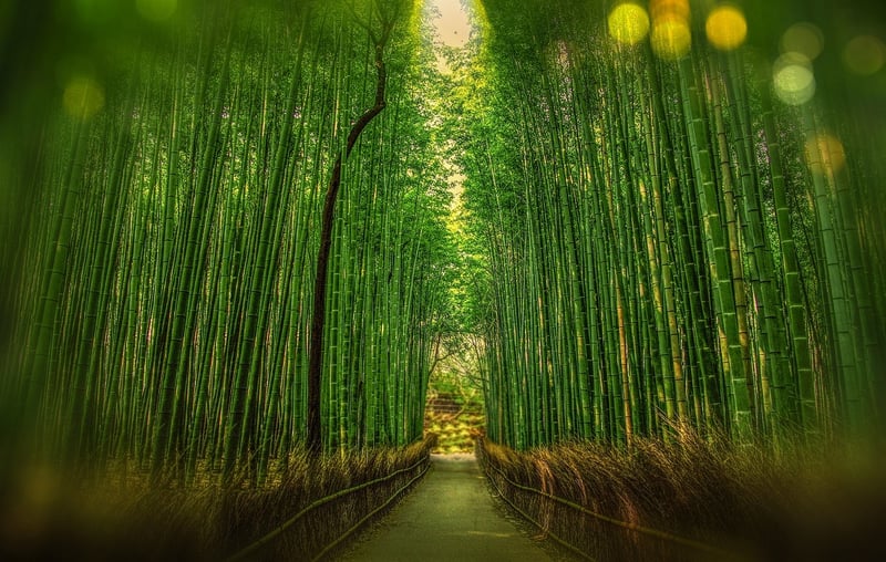 Kyoto Bamboo Grove