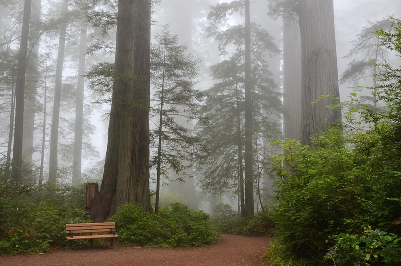 Muir Woods